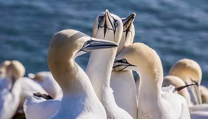 焦泊乔：下赛季应该能正常出战 广东球迷给我什么绰号我都能接受